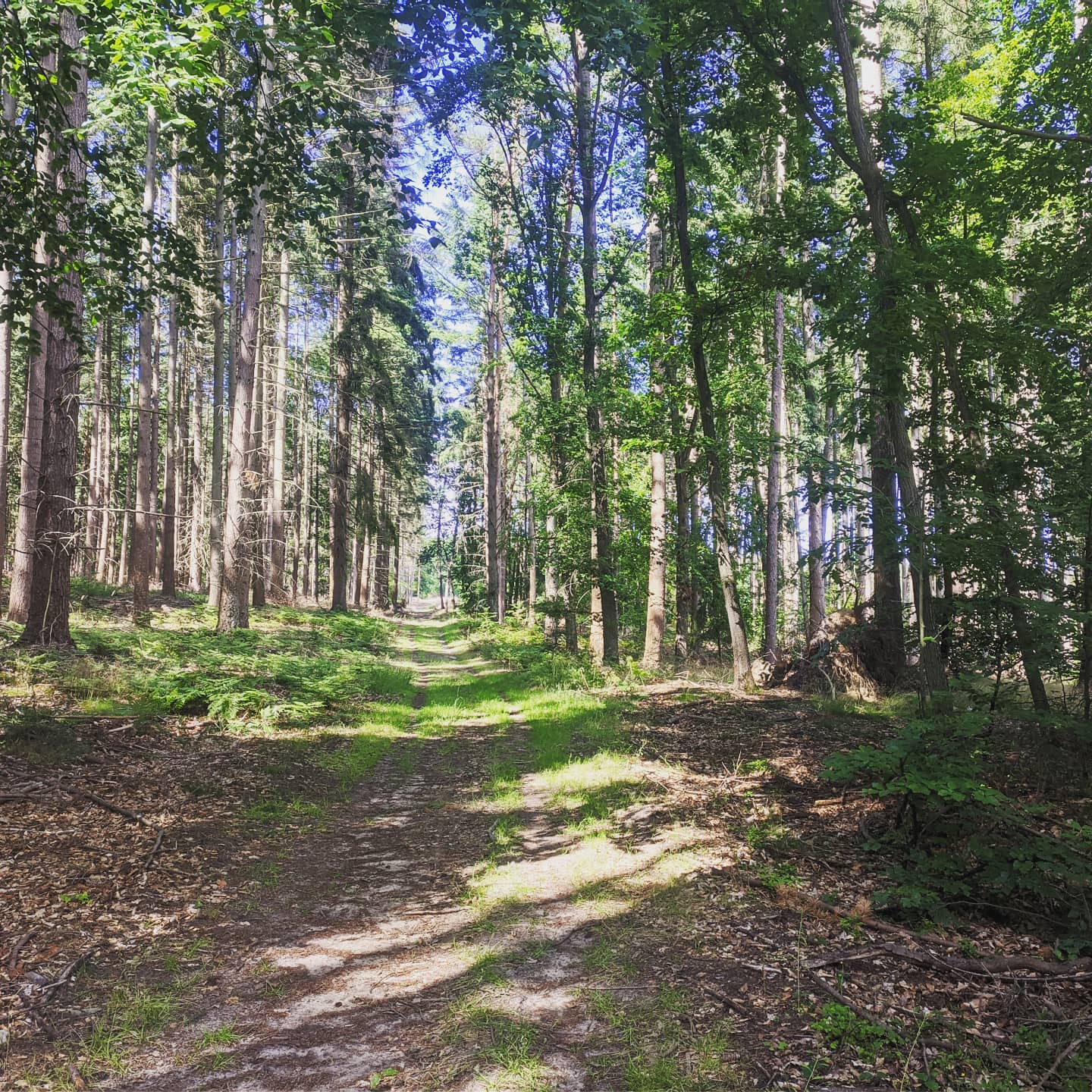 Poland 6 (2020-07-15)