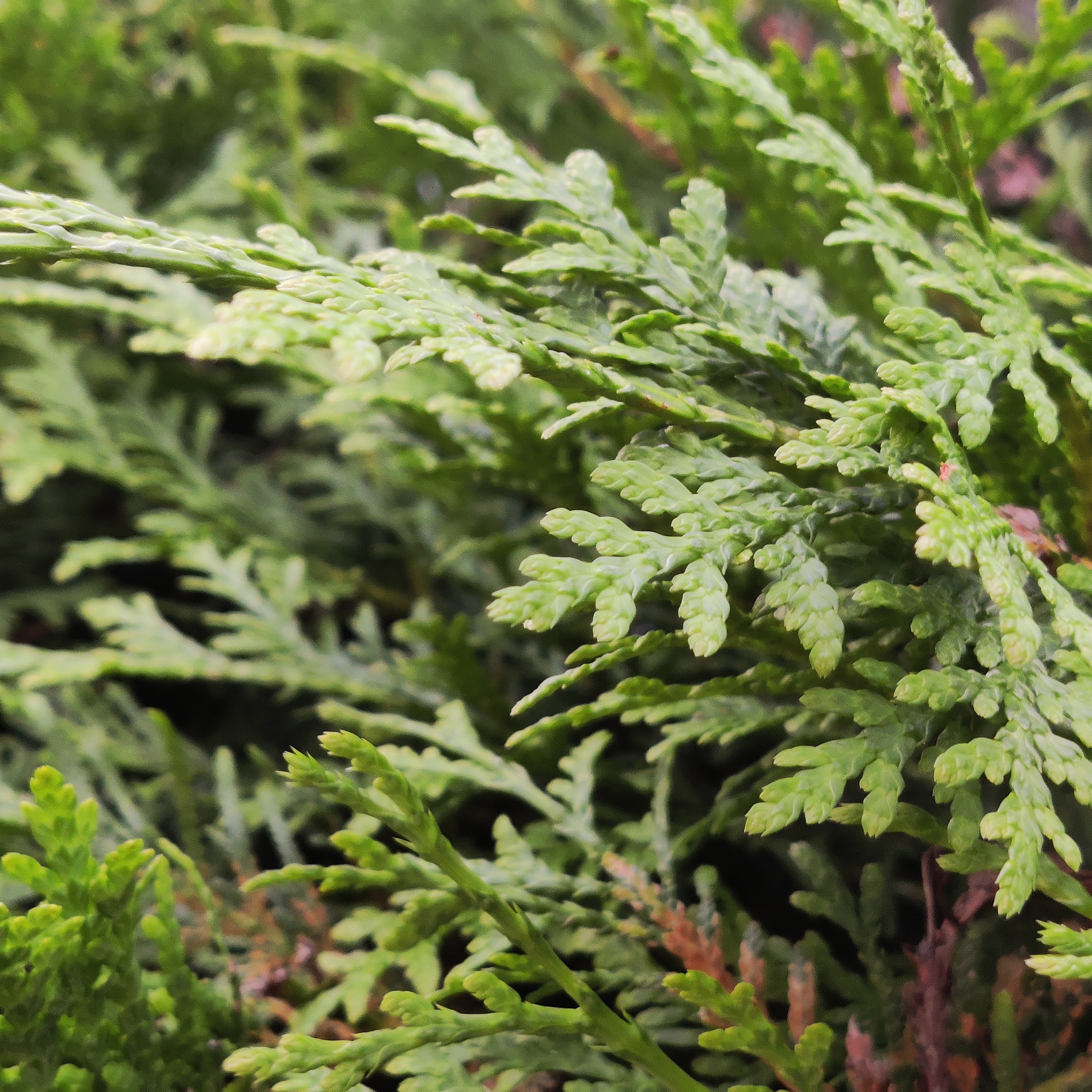 macro shot of some thuja branches