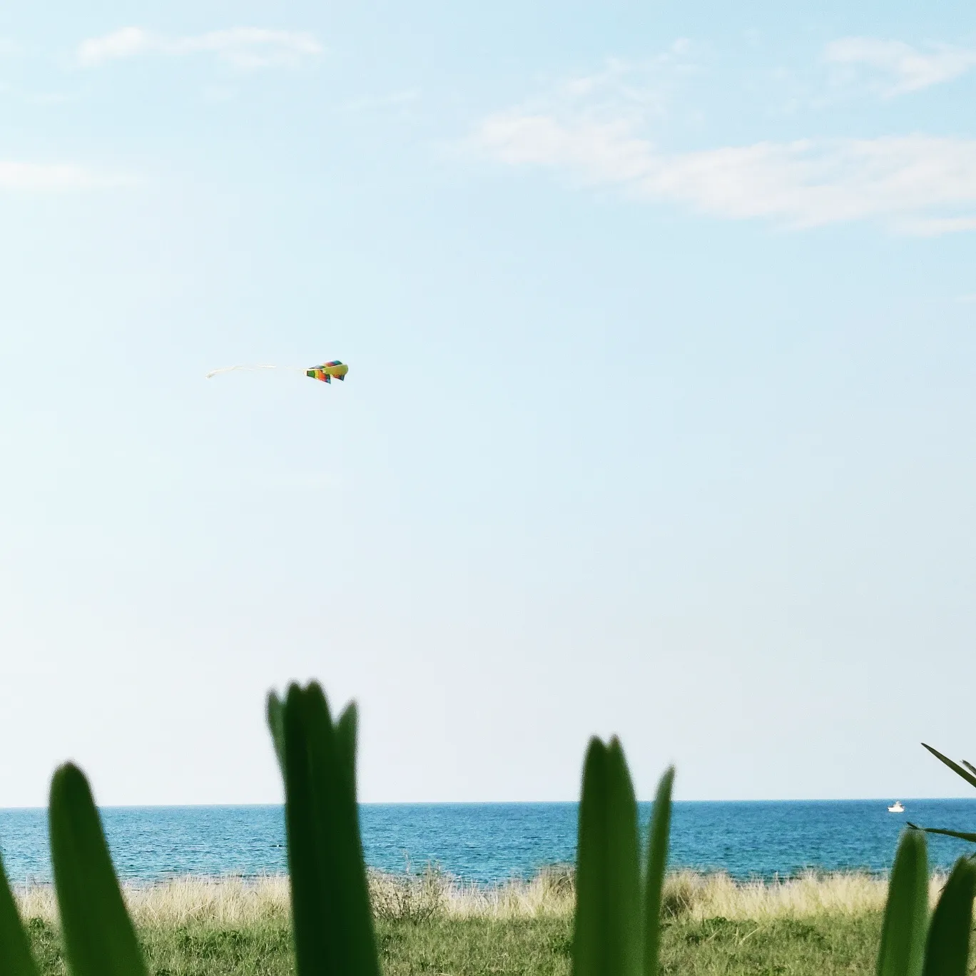 photo of a rainbow coloredkite floating in front of a baby blue sky with some cloud streaks, at the bottom edge, the baltic sea is visible, with a tiny boat on the right, some grass in front and some unfocused thin plant leaves, unfocused, near the camera